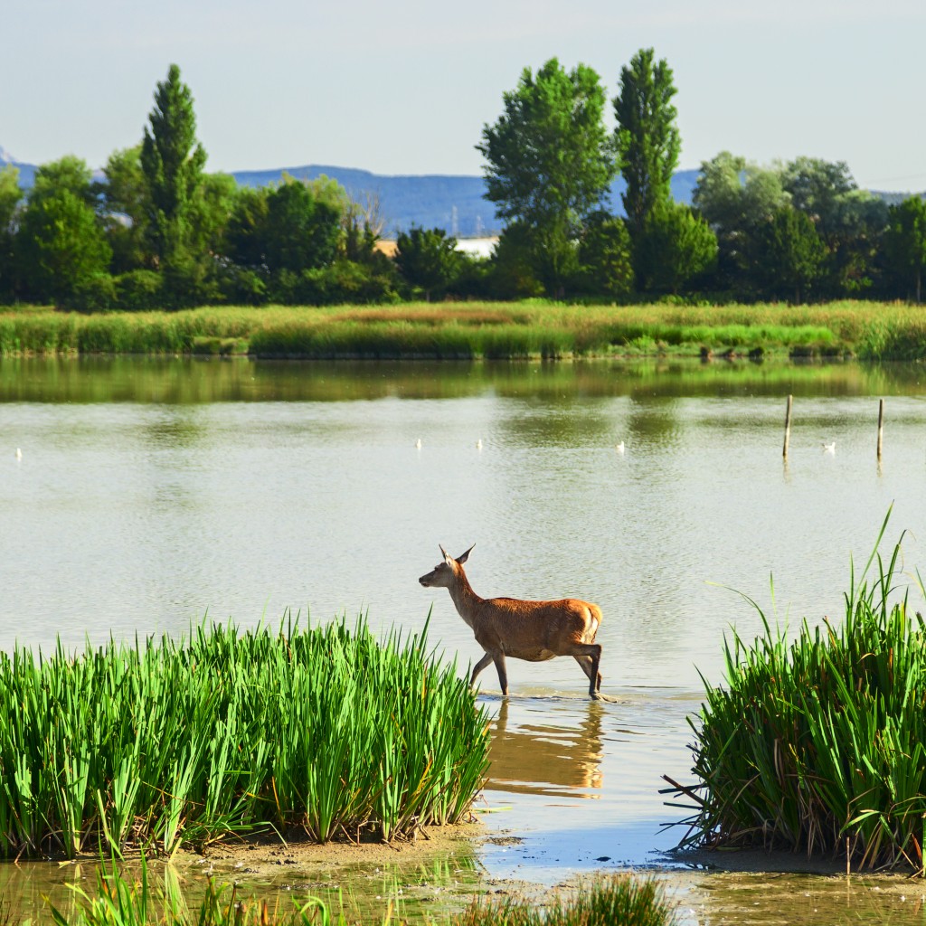beautiful deer in salburua park
